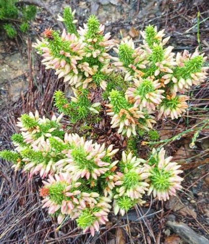 Erica coccinea pale buds